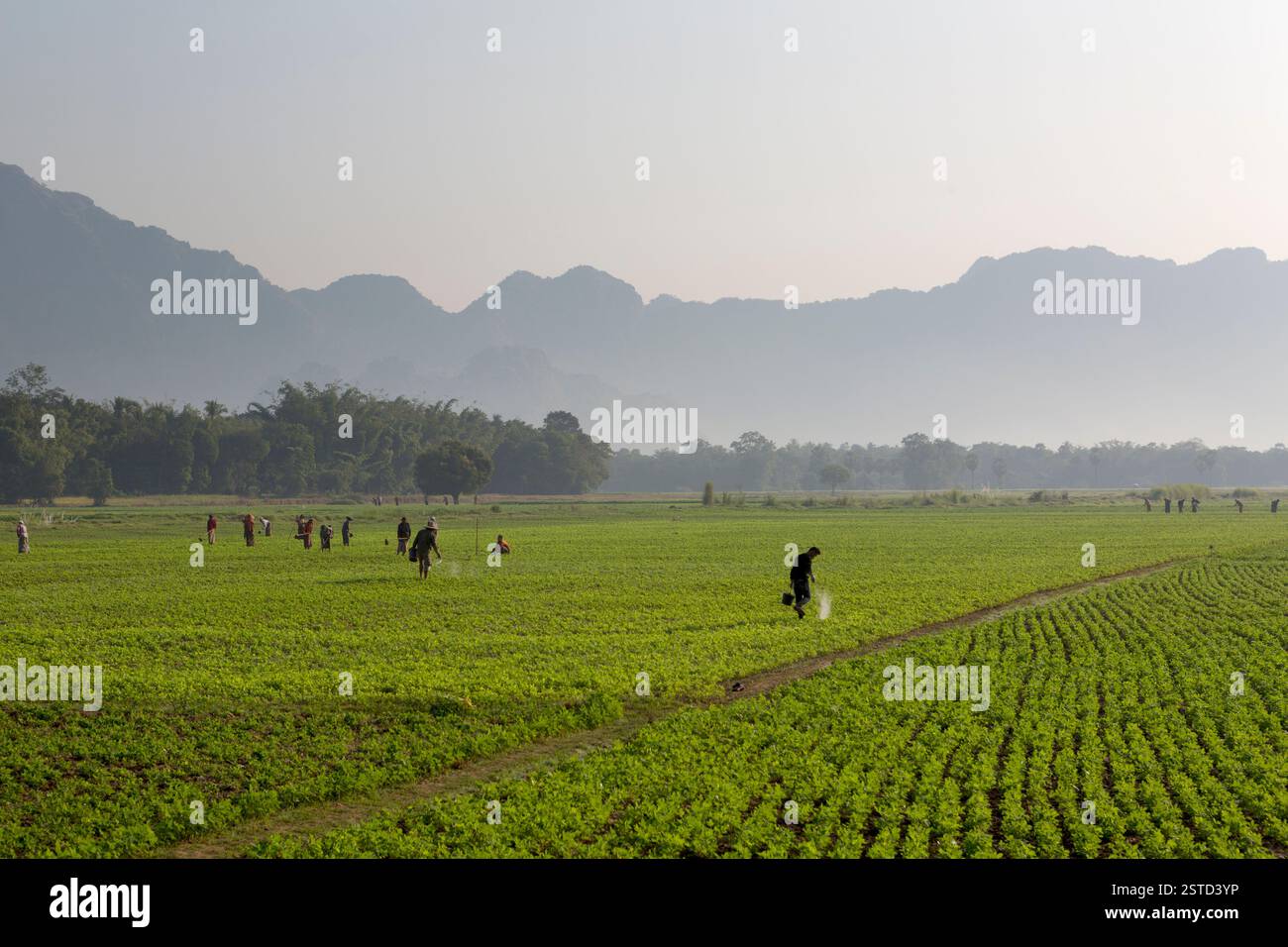 Myanmar, travailleurs arrosant les cultures à la main, paysage agricole près de Thaton. Banque D'Images