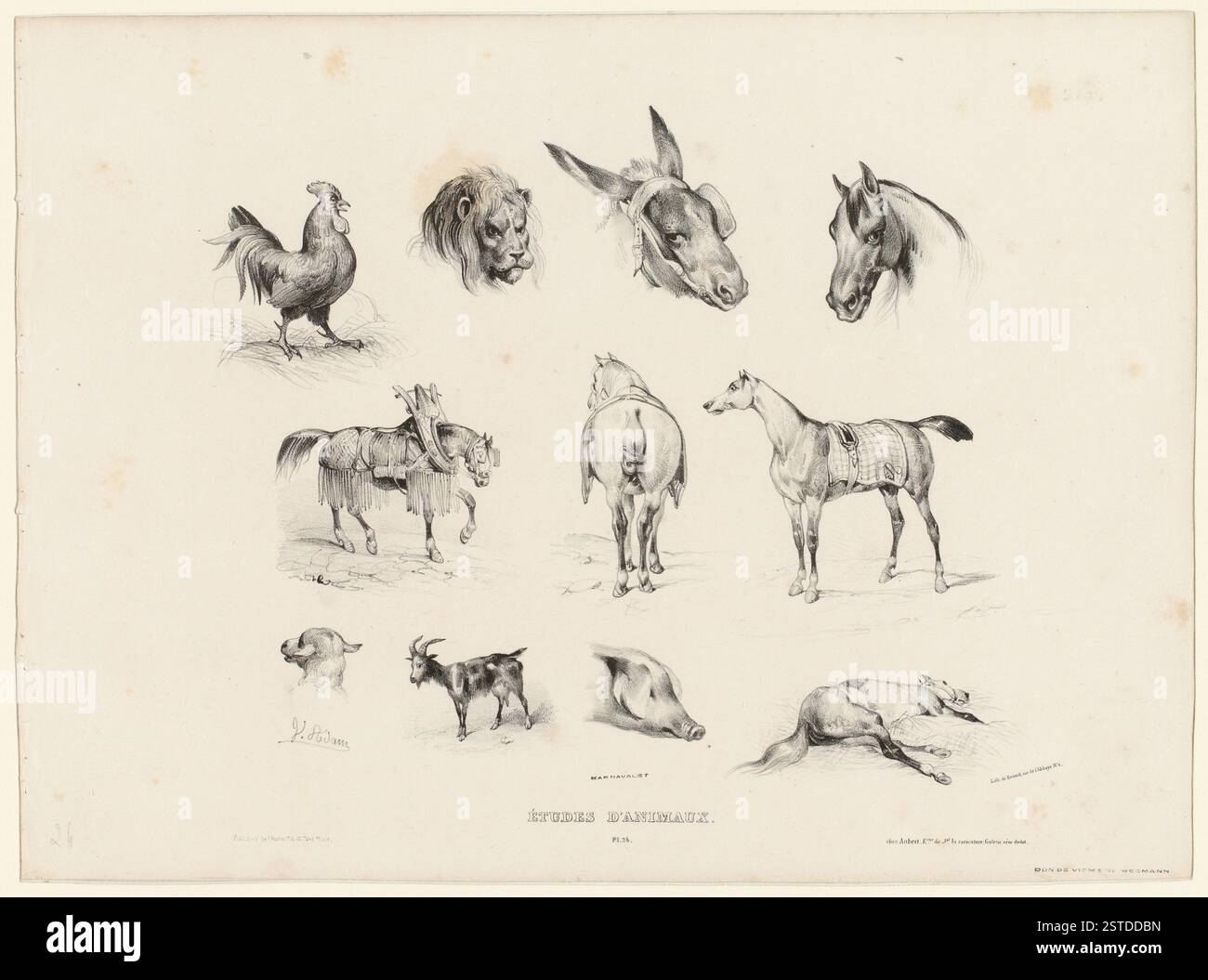 Une étude détaillée de différentes têtes d'animaux, y compris lion, âne, cheval, agneau, coq et chèvre. Représente des caractéristiques anatomiques de différentes perspectives, y compris un cheval harnais et un cheval de course. Se concentre sur les vues arrière et les caractéristiques distinctes de chaque animal. Banque D'Images