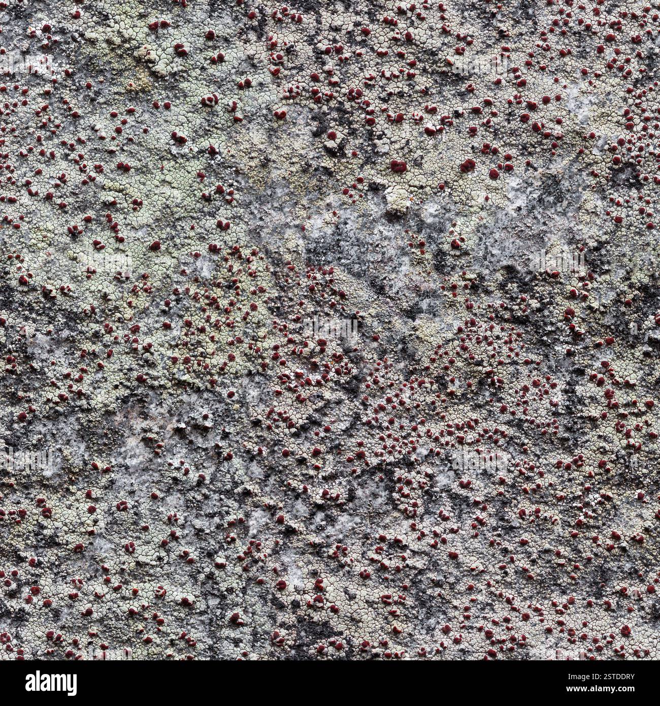 Roche avec modèle sans couture de lichen pour la conception Banque D'Images