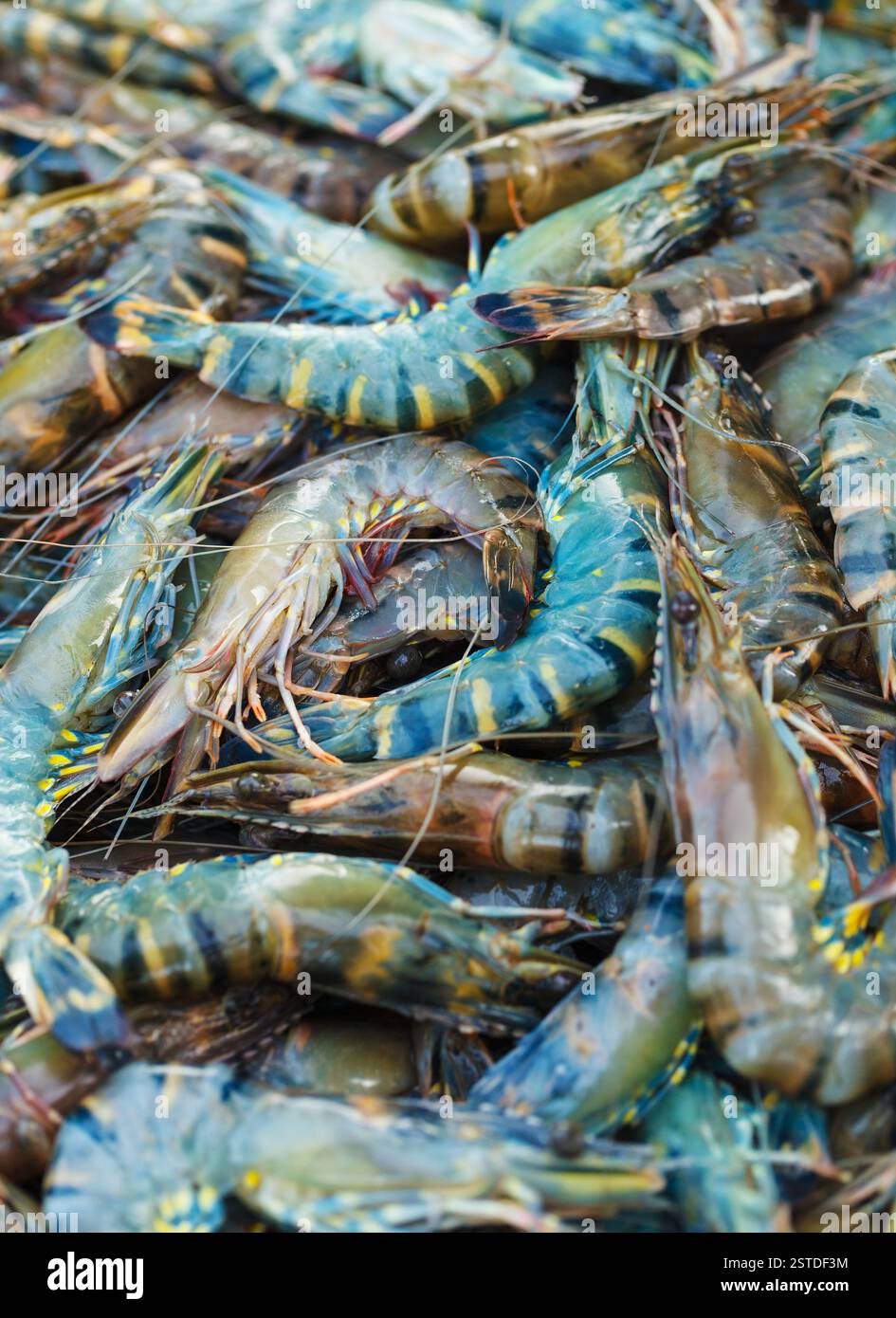 Crevettes à vendre sur le marché close up Banque D'Images