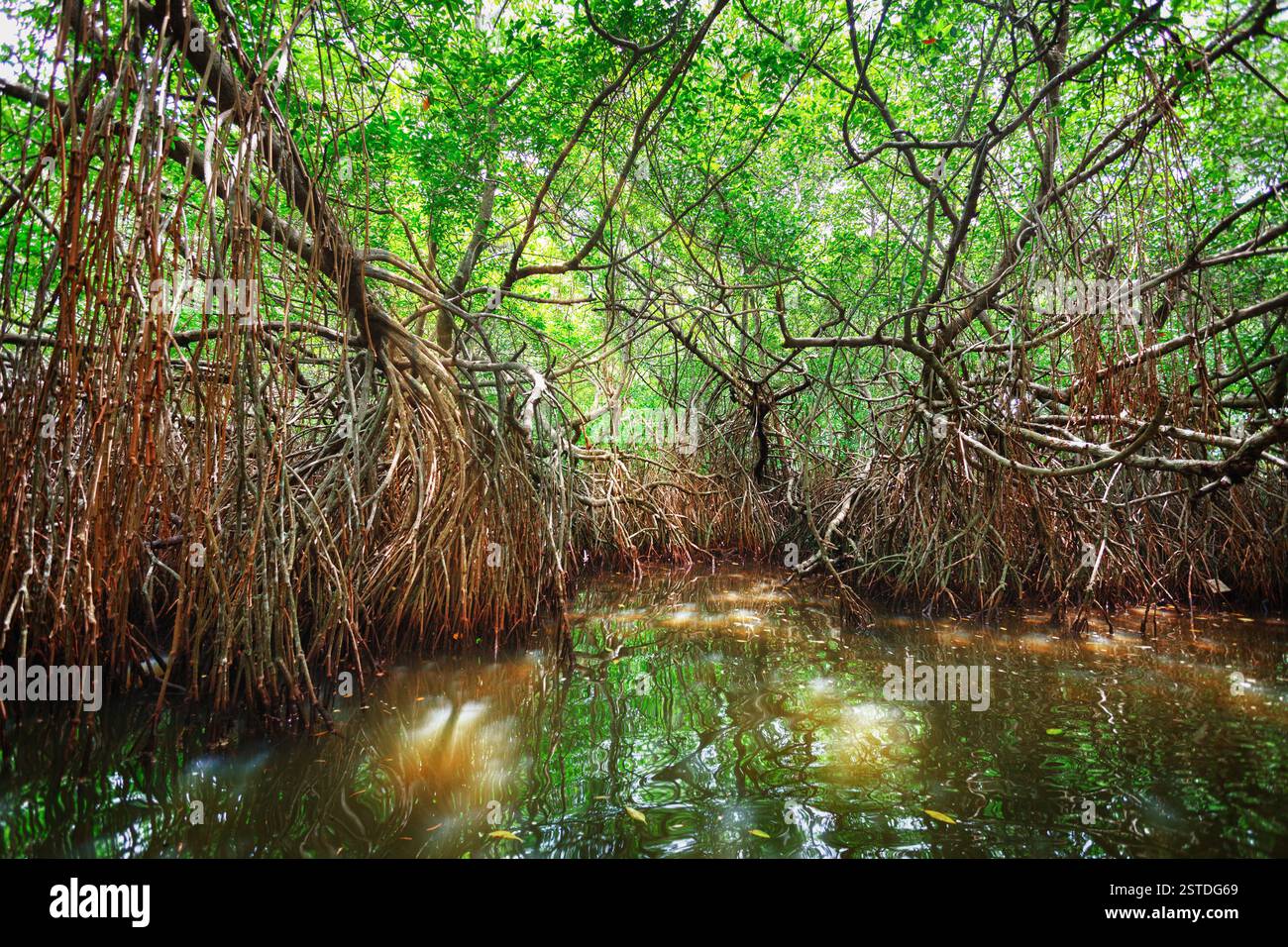 Bosquets d'arbres de mangrove dans la zone de marée. Sri Lanka Banque D'Images