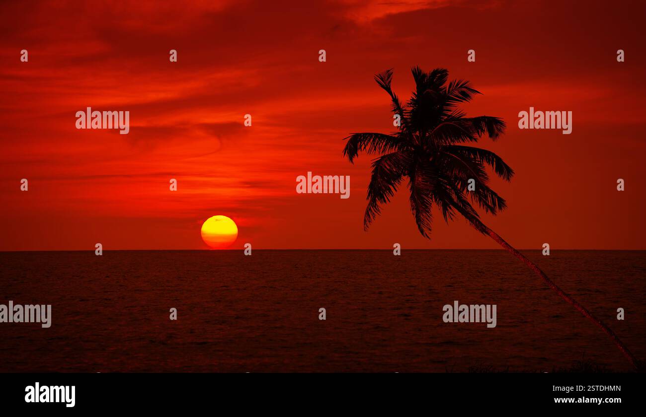 Silhouette de palmier sur fond de ciel de coucher de soleil Banque D'Images
