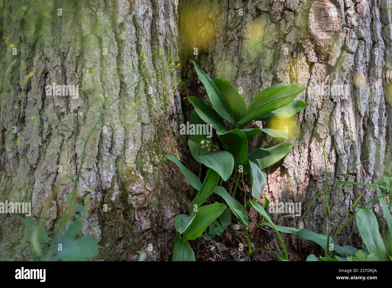 Écorce rayée d'un arbre dans la forêt sauvage. Fond de structure détaillée du tronc d'arbre. Fond de texture naturelle d'écorce de bois d'arbre brun rugueux. Banque D'Images