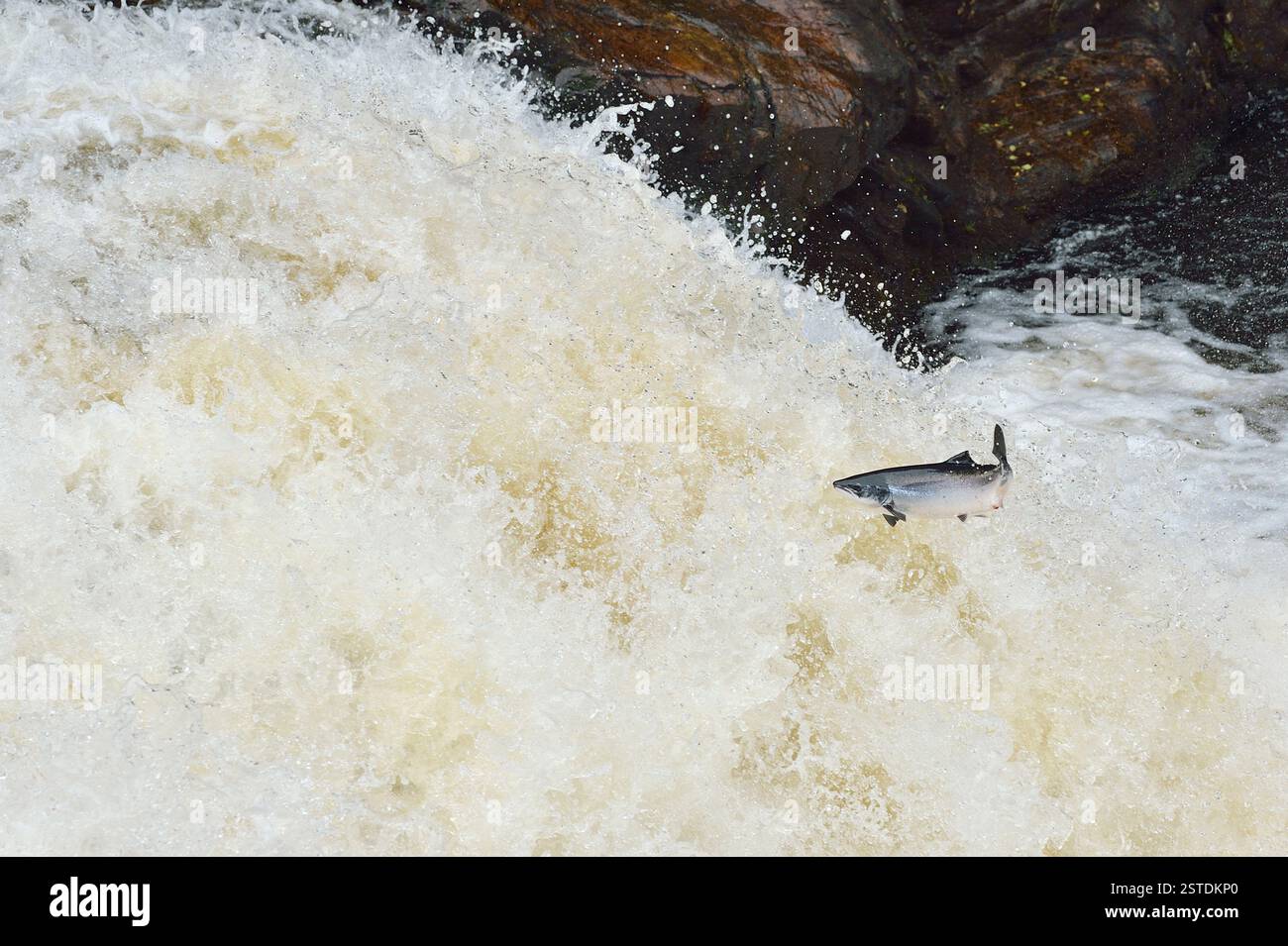 Saumon atlantique (Salmo salar) saute en cascade pour faire son chemin en amont pour atteindre les frayères, chutes de Shin, rivière Shin, Sutherland, Écosse. Banque D'Images