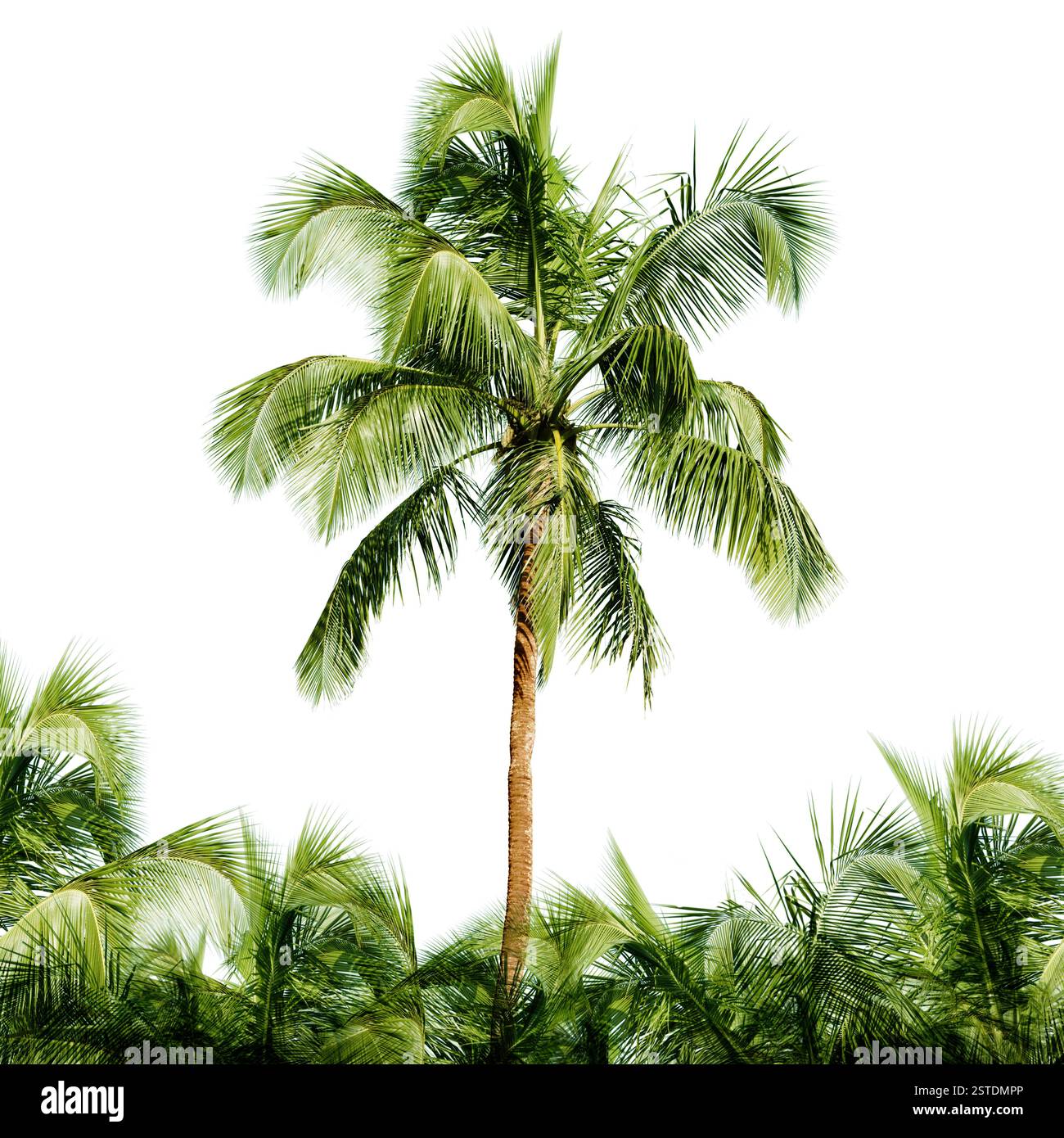 Arbre de coco élevé isolé sur fond blanc Banque D'Images
