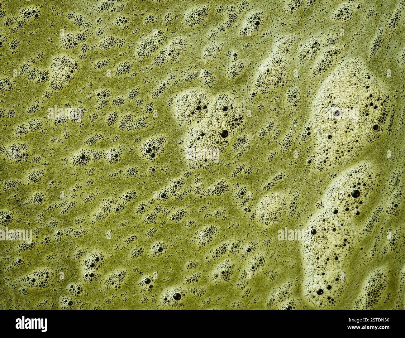 Écume verte à la surface de l'eau sale Banque D'Images