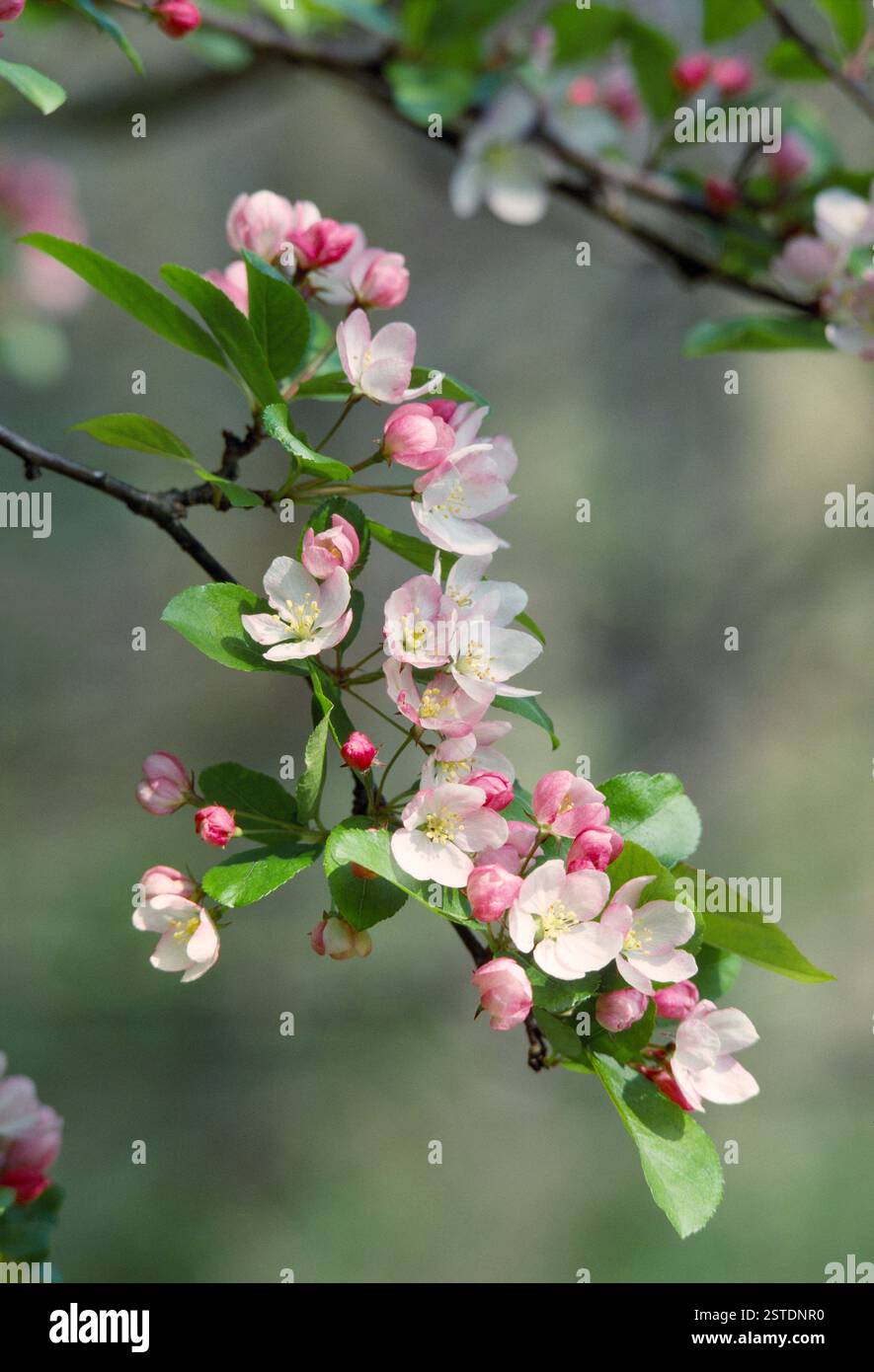 La pomme de crabe (Malus sylvestris) fleurit au printemps, Berwickshire, Écosse, mai Banque D'Images