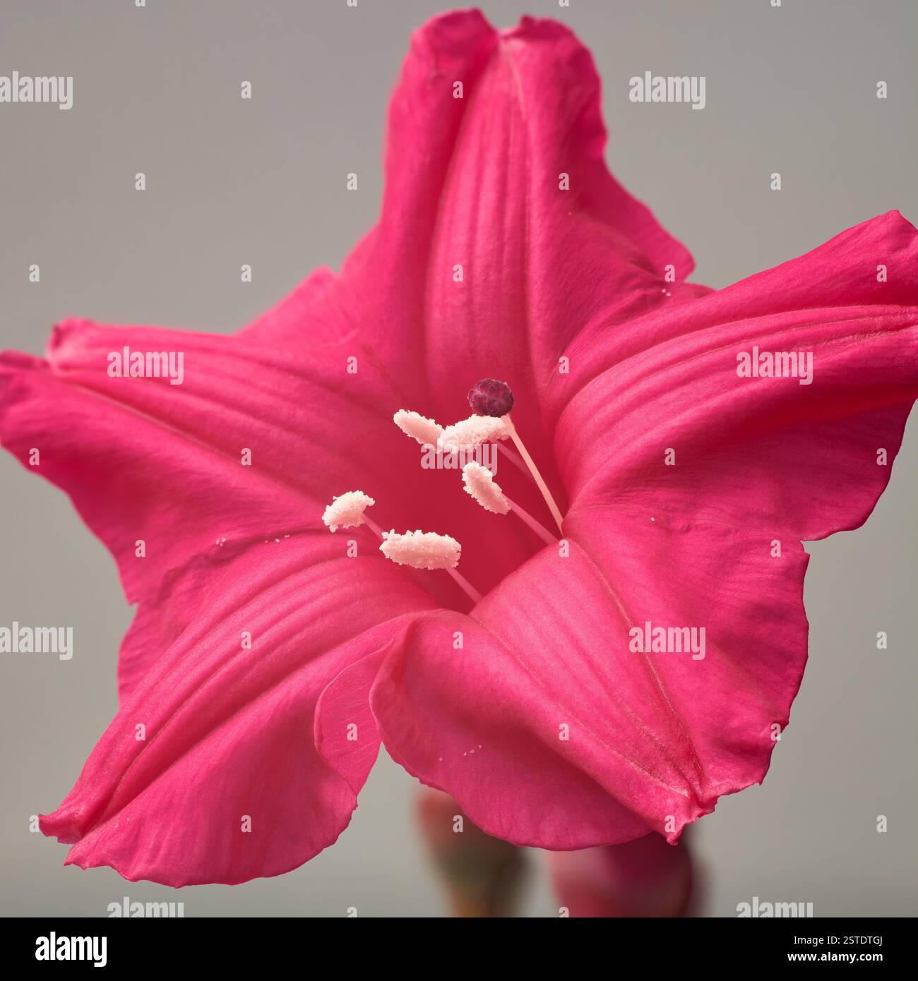 gros plan du cardinal rouge vif profond ou de la fleur de gloire matinale de lady doorly sur fond gris isolé Banque D'Images