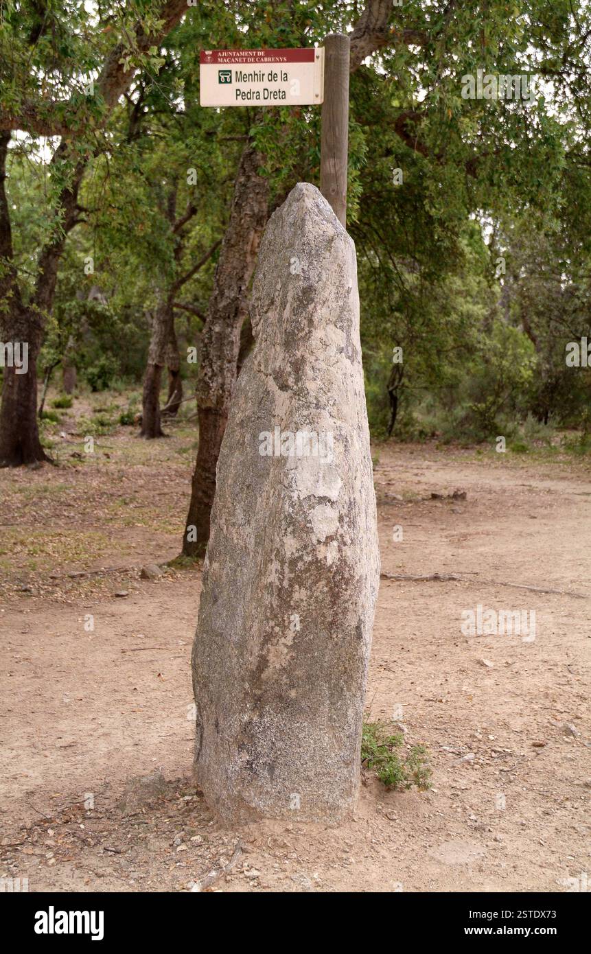 Menhir de la Pedra Dreta (3500 av. J.-C.). Maçanet de Cabrenys, Alt Empordà, Gérone, Catalogne, Espagne. Banque D'Images