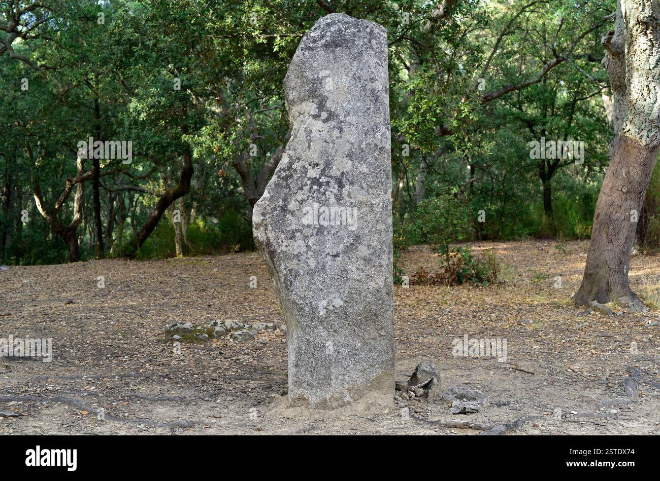 Menhir de la Pedra Dreta (3500 av. J.-C.). Maçanet de Cabrenys, Alt Empordà, Gérone, Catalogne, Espagne. Banque D'Images