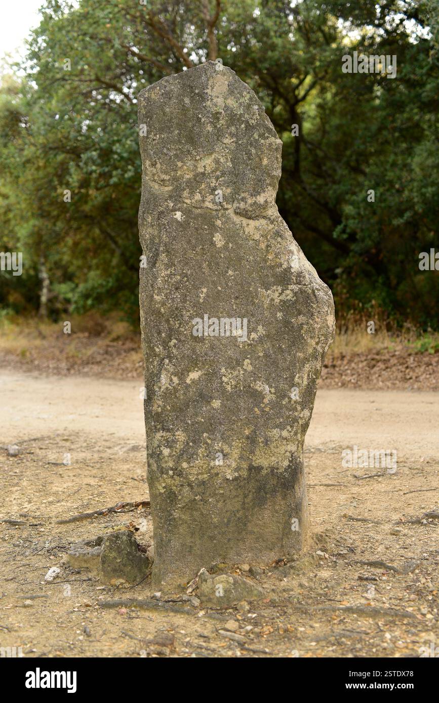 Menhir de la Pedra Dreta (3500 av. J.-C.). Maçanet de Cabrenys, Alt Empordà, Gérone, Catalogne, Espagne. Banque D'Images
