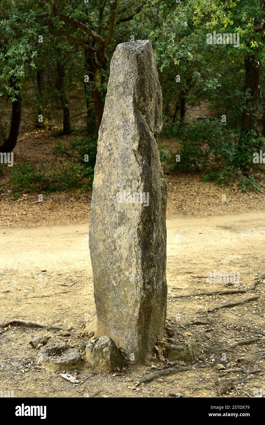 Menhir de la Pedra Dreta (3500 av. J.-C.). Maçanet de Cabrenys, Alt Empordà, Gérone, Catalogne, Espagne. Banque D'Images