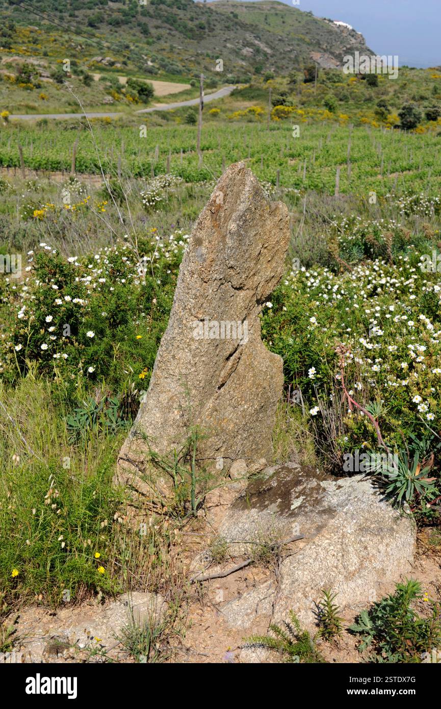 Menhir du Mas Marés II (3500 av. J.-C.). Roses, Alt Empordà, Gérone, Catalogne, Espagne. Banque D'Images