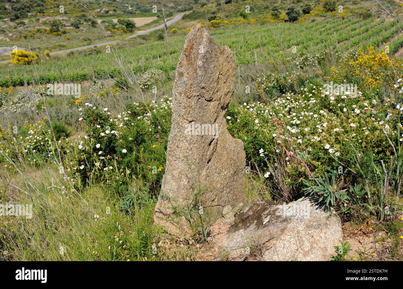 Menhir du Mas Marés II (3500 av. J.-C.). Roses, Alt Empordà, Gérone, Catalogne, Espagne. Banque D'Images