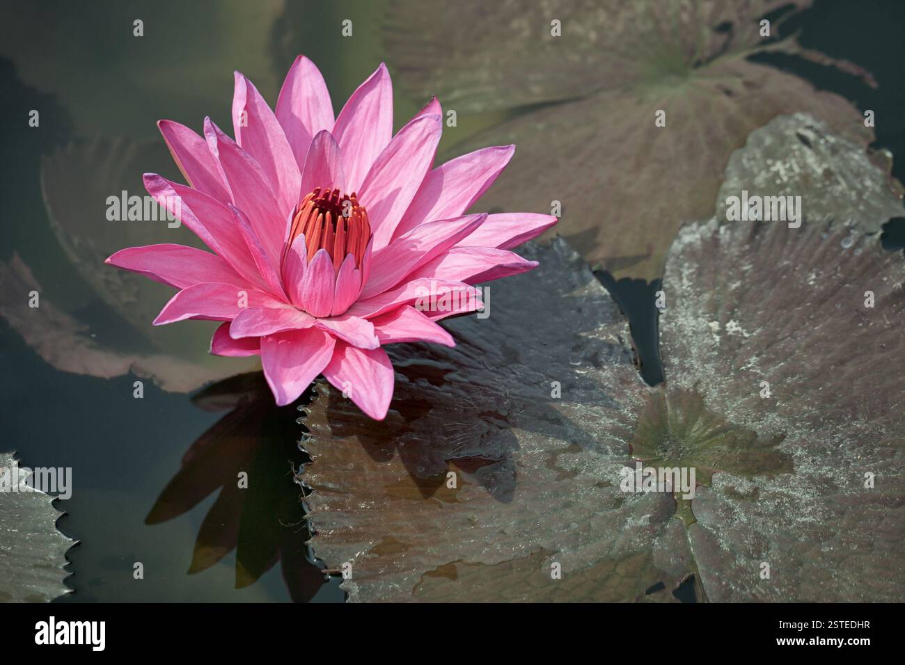 Nénuphar rose avec des feuilles brunes sur la surface d'un étang de près. Indonésie, Bali Banque D'Images