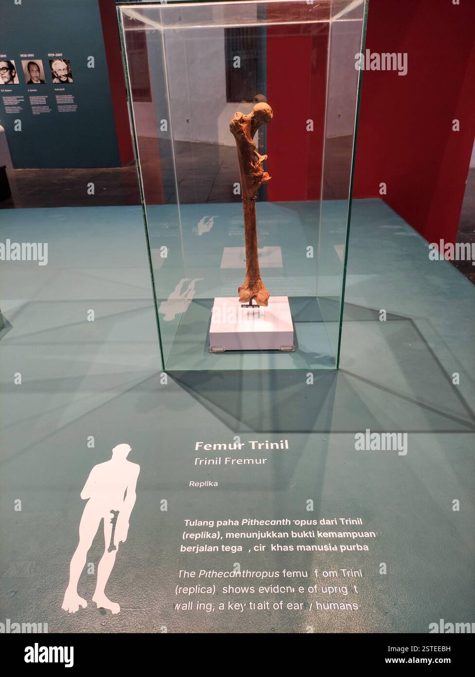 Jakarta, 8 février 2025 : réplique du fémur de Trinil exposée dans une exposition du Musée sur l'évolution humaine précoce au Musée national de Jakarta Banque D'Images