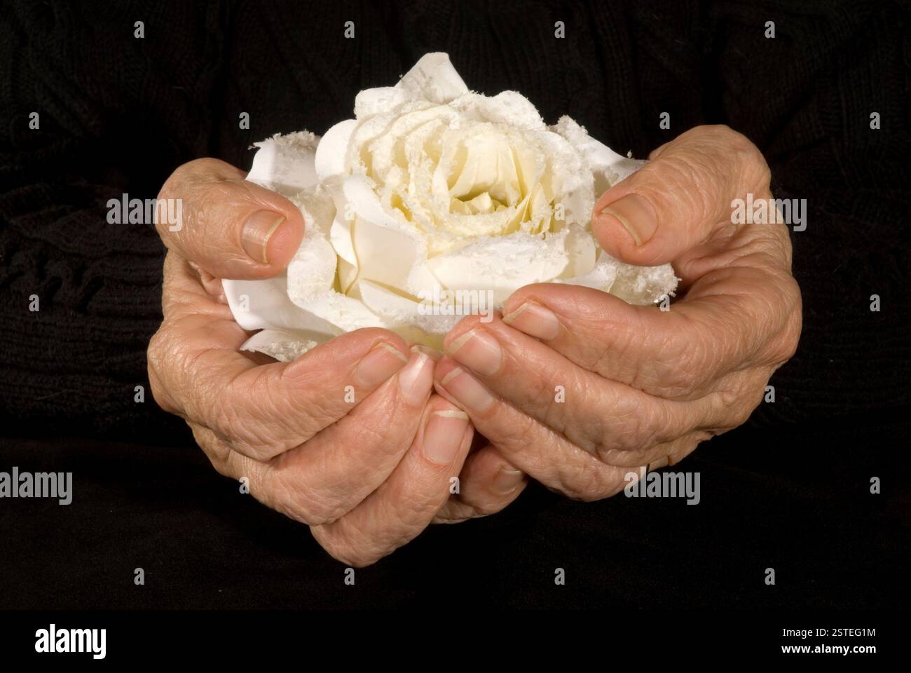 Vieilles mains tenant une rose blanche Banque D'Images