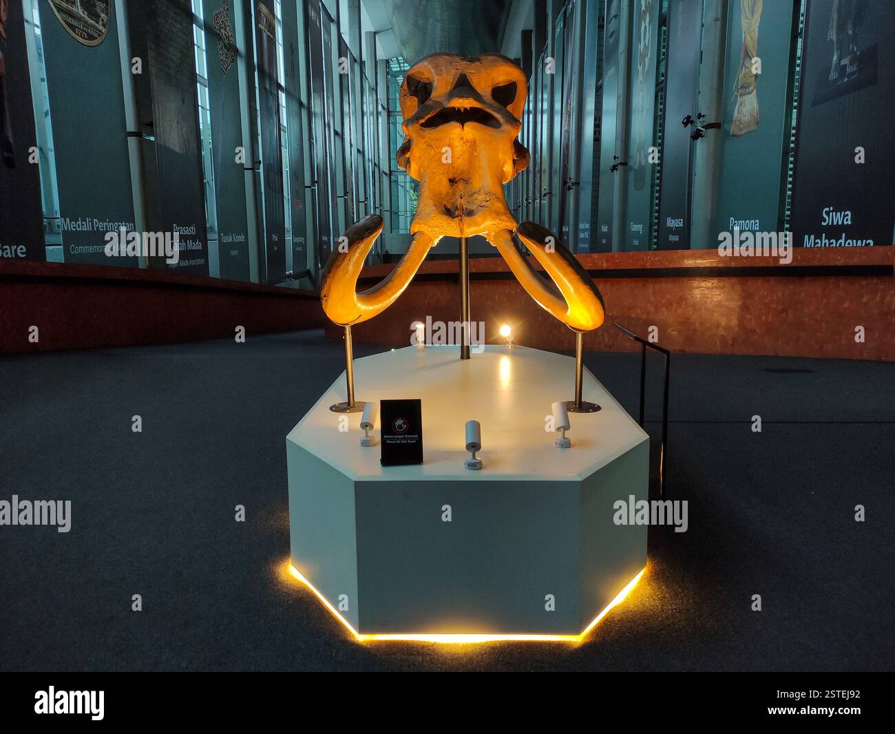 Jakarta, 8 février 2025 : exposition de fossiles de crânes de mammouth exposée dans un environnement de musée faiblement éclairé au Musée national du centre de Jakarta, Jakarta Banque D'Images