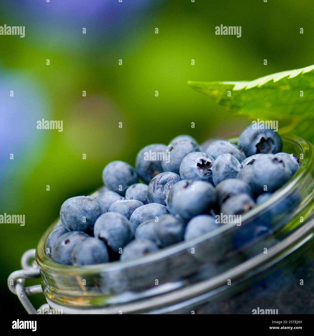 Baies bleues Banque D'Images