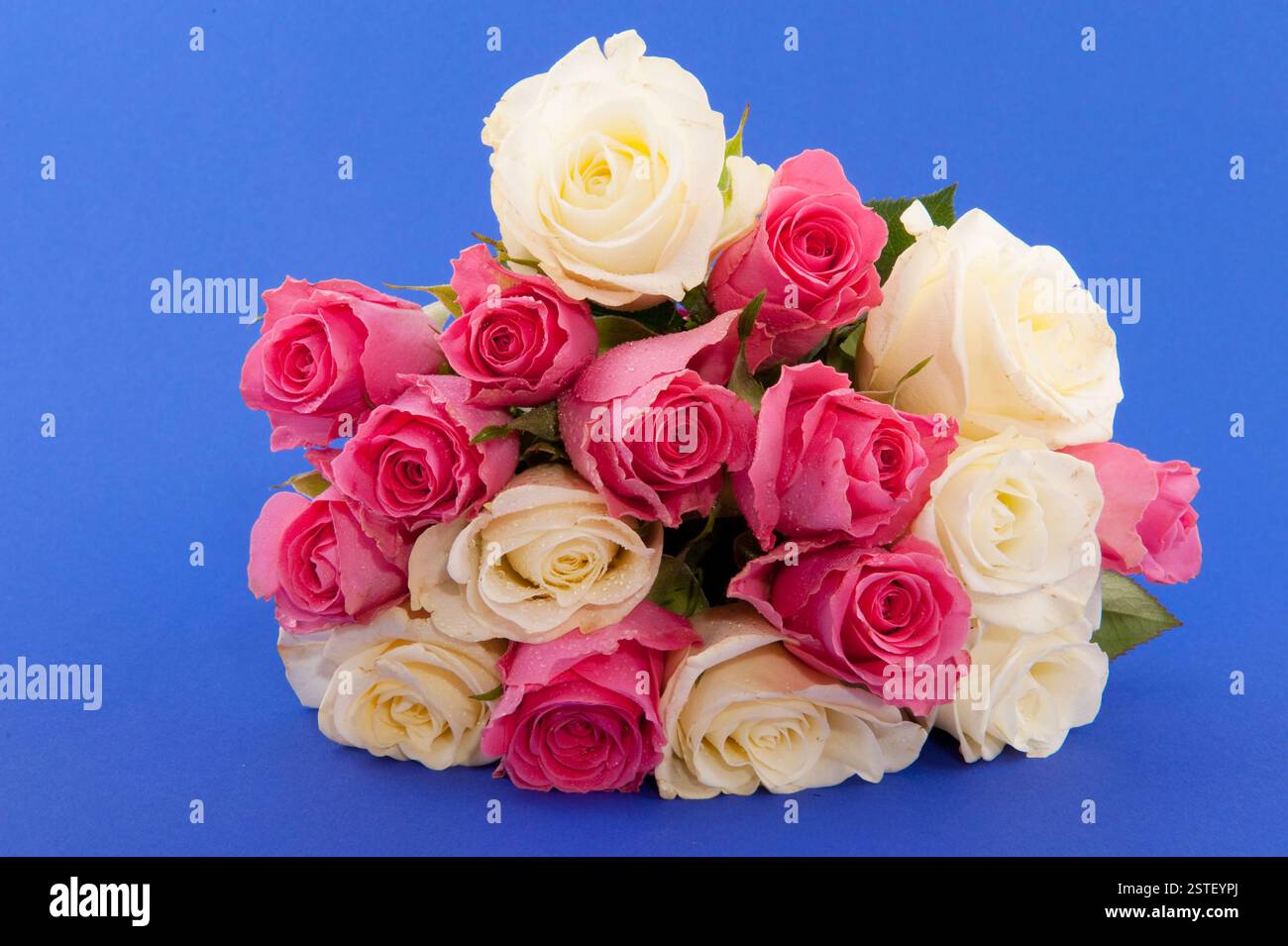 Bouquet roses sur bleu Banque D'Images