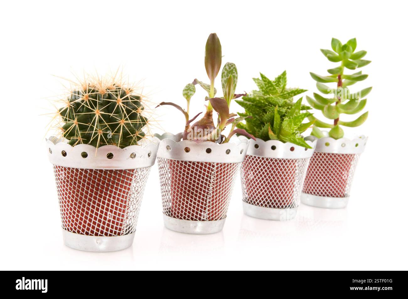 Cactus et succulentes Banque D'Images