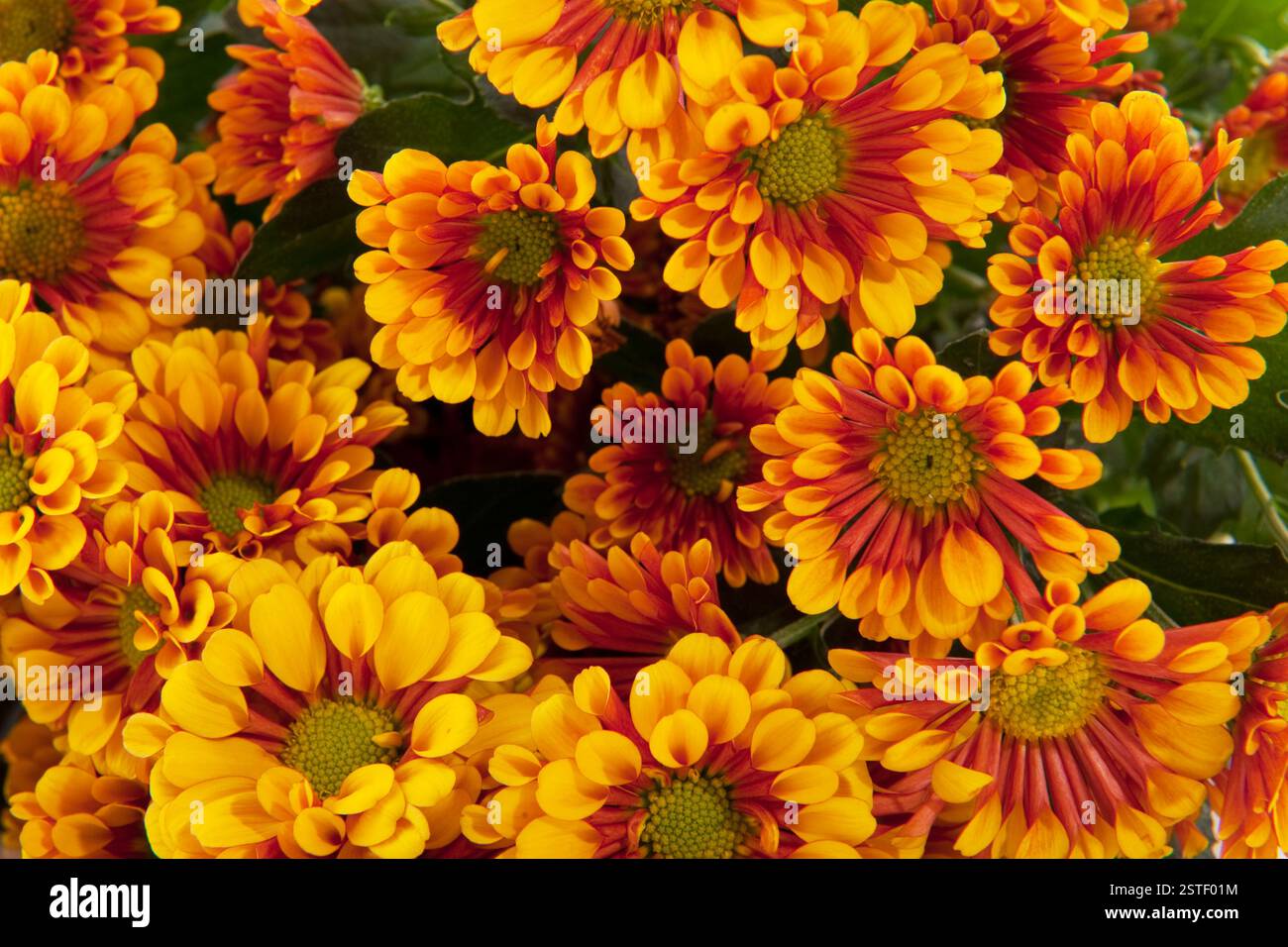 Daisy de fleuristes Banque D'Images
