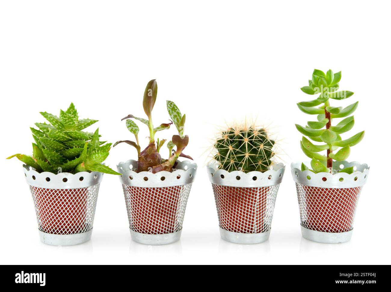 Cactus et succulentes Banque D'Images