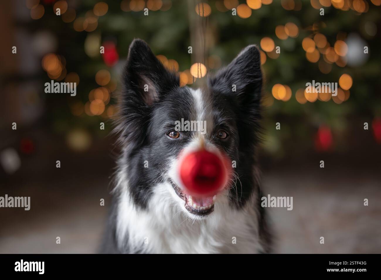 Adorable Border Collie avec nez boule rouge. Joli chien noir et blanc sourit à l'intérieur avec décoration de Noël. Joyeux animal de compagnie pendant la saison des fêtes. Banque D'Images