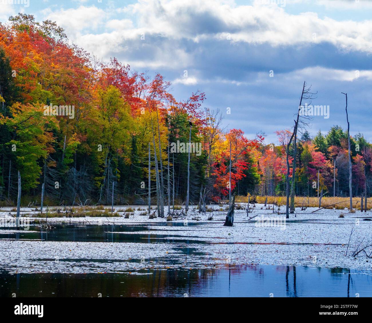 feuilles d'automne entourant un étang rural Banque D'Images