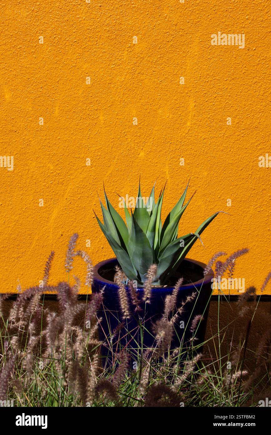Une composition frappante avec une plante succulente contre un mur jaune audacieux, soulignant la fusion du design moderne du jardin et de la flore du désert. Banque D'Images