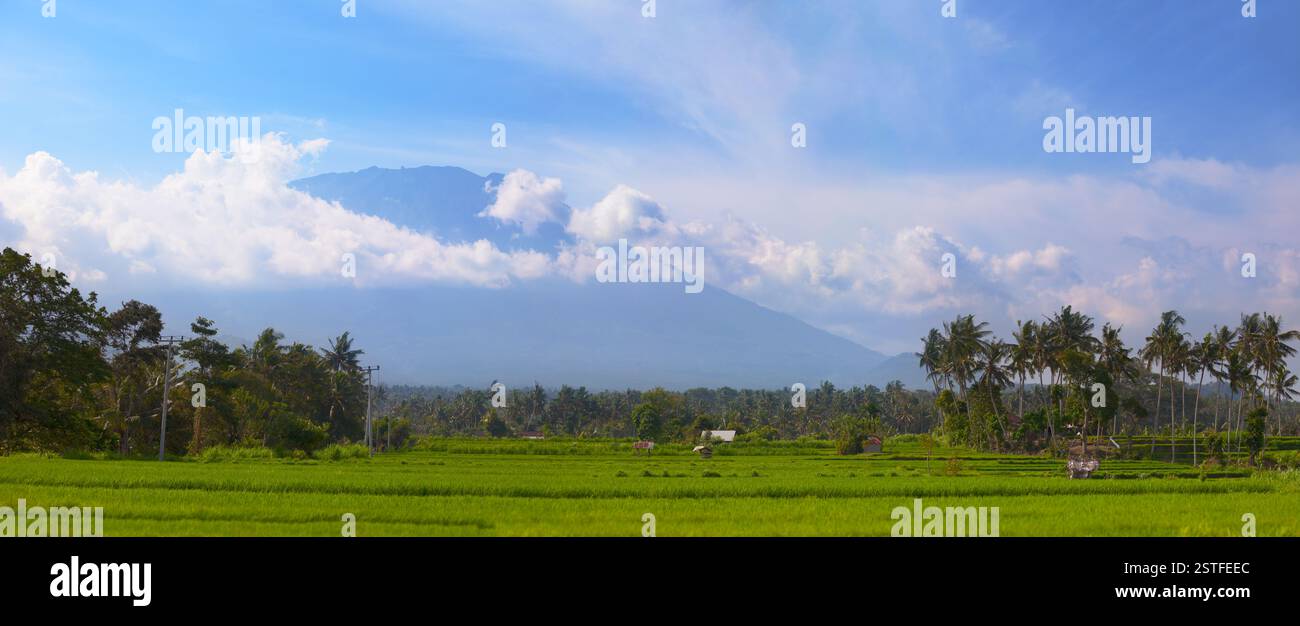 Rizières et arbres de noix de coco en Asie du Sud-est Banque D'Images