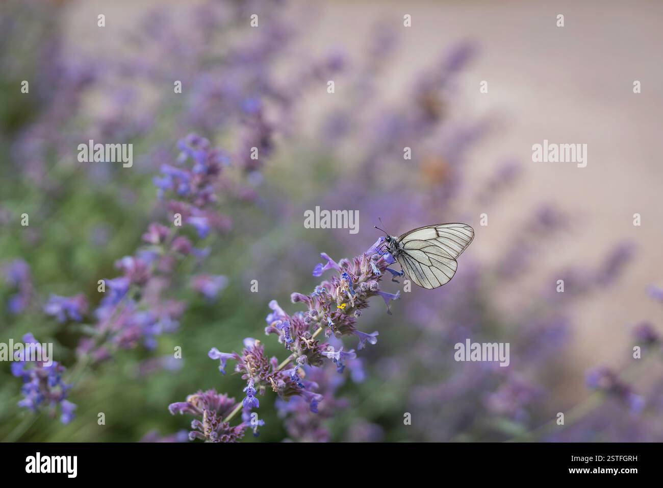 Aporia crataegi, le blanc à veines noires, se reposer sur une fleur de menthe. Un beau papillon blanc et noir assis sur des fleurs d'herbe à chat en fleurs. Banque D'Images