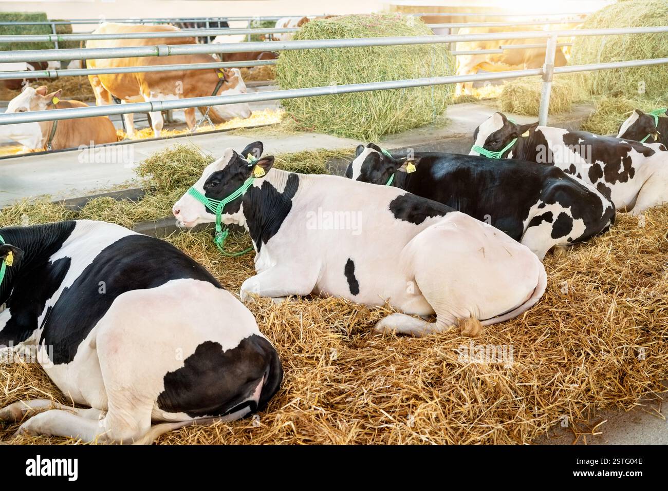 Vaches Holstein se reposant dans un hangar à bétail Banque D'Images