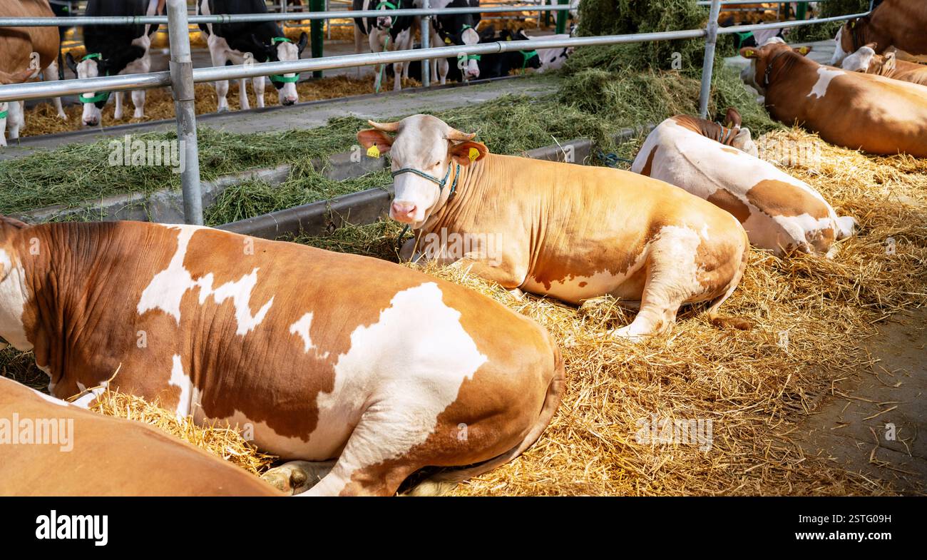 Vaches Holstein rouges et blanches se reposant dans un hangar à bétail Banque D'Images
