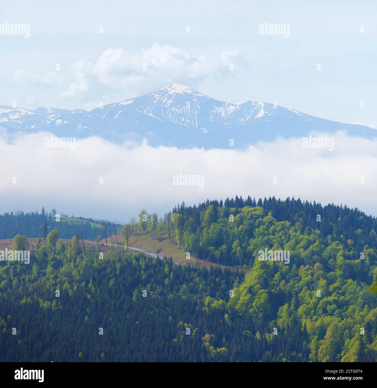 Sommet de montagne enneigé dans le fond de la forêt Banque D'Images