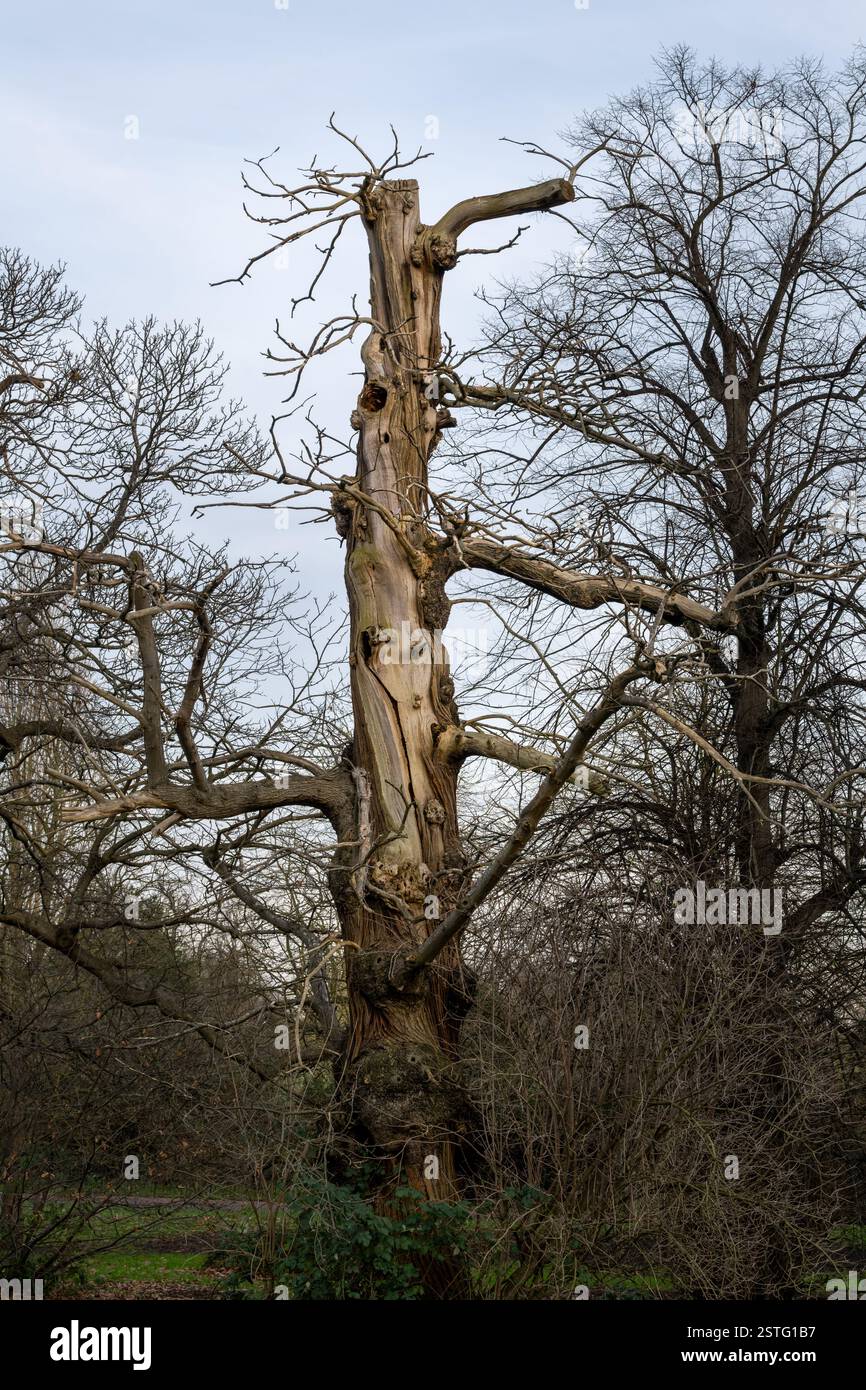Arbre mort dans une forêt en hiver Banque D'Images