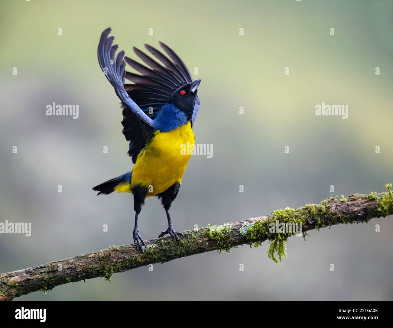 Tanager de montagne à capuche (Buthraupis montana) décollant d'une perche, près de Manizales, Colombie Banque D'Images