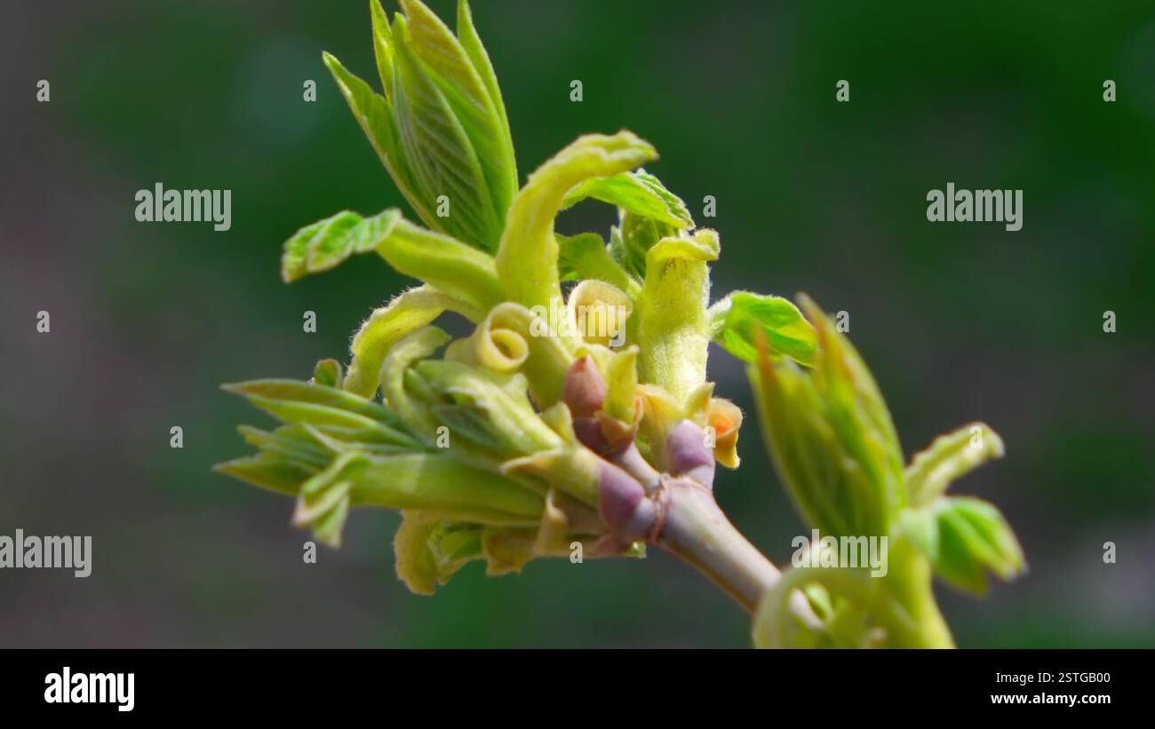 Macro de bourgeons et de feuilles d'arbre Banque D'Images