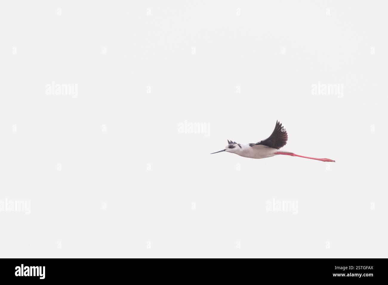 Black-winged stilt en vol Banque D'Images