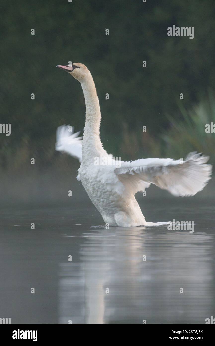 Impressionnant cygne muet adulte déployant ses ailes Banque D'Images