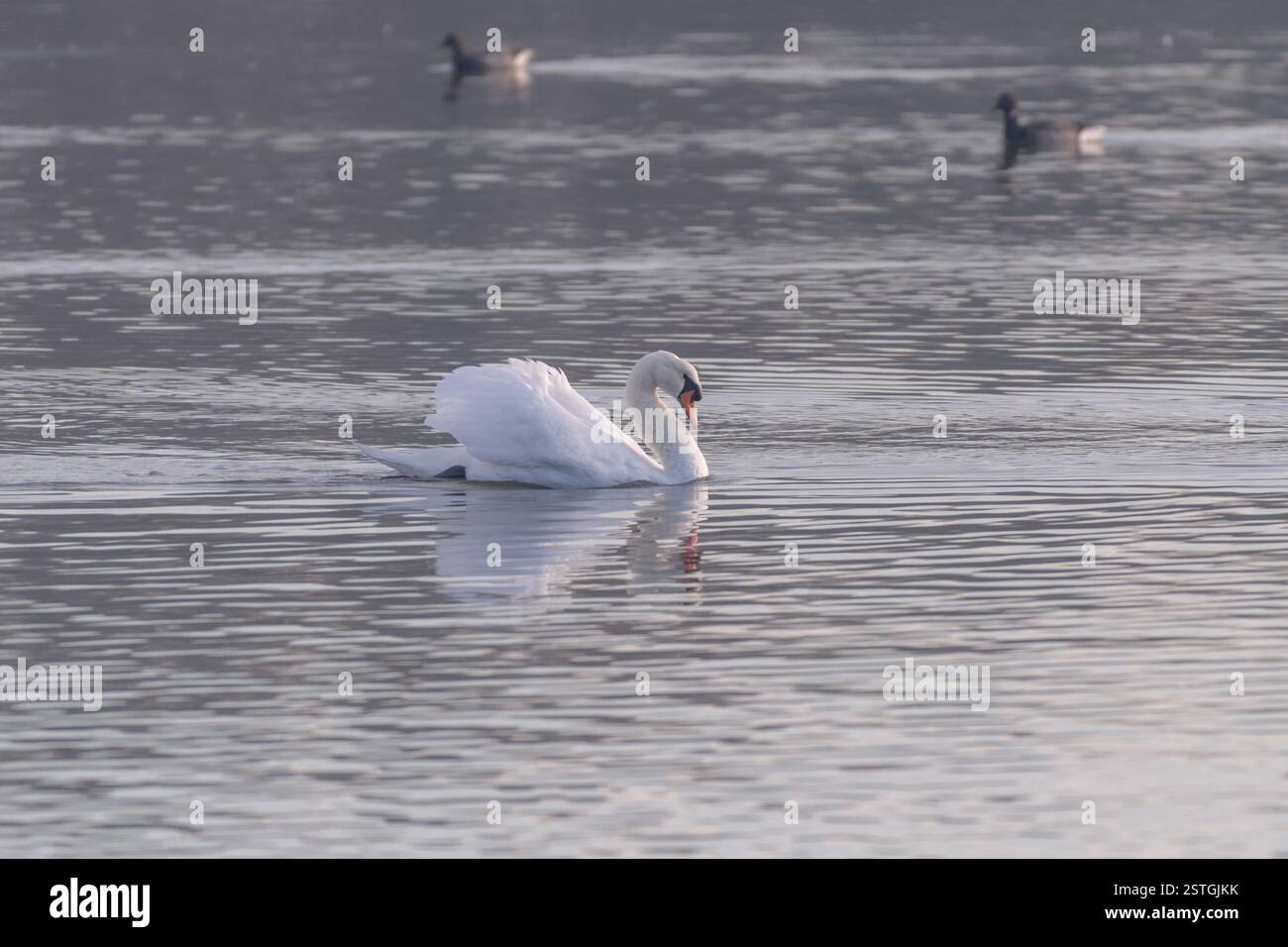 Cygne muet avec sa pose nuptiale sur l'eau Banque D'Images