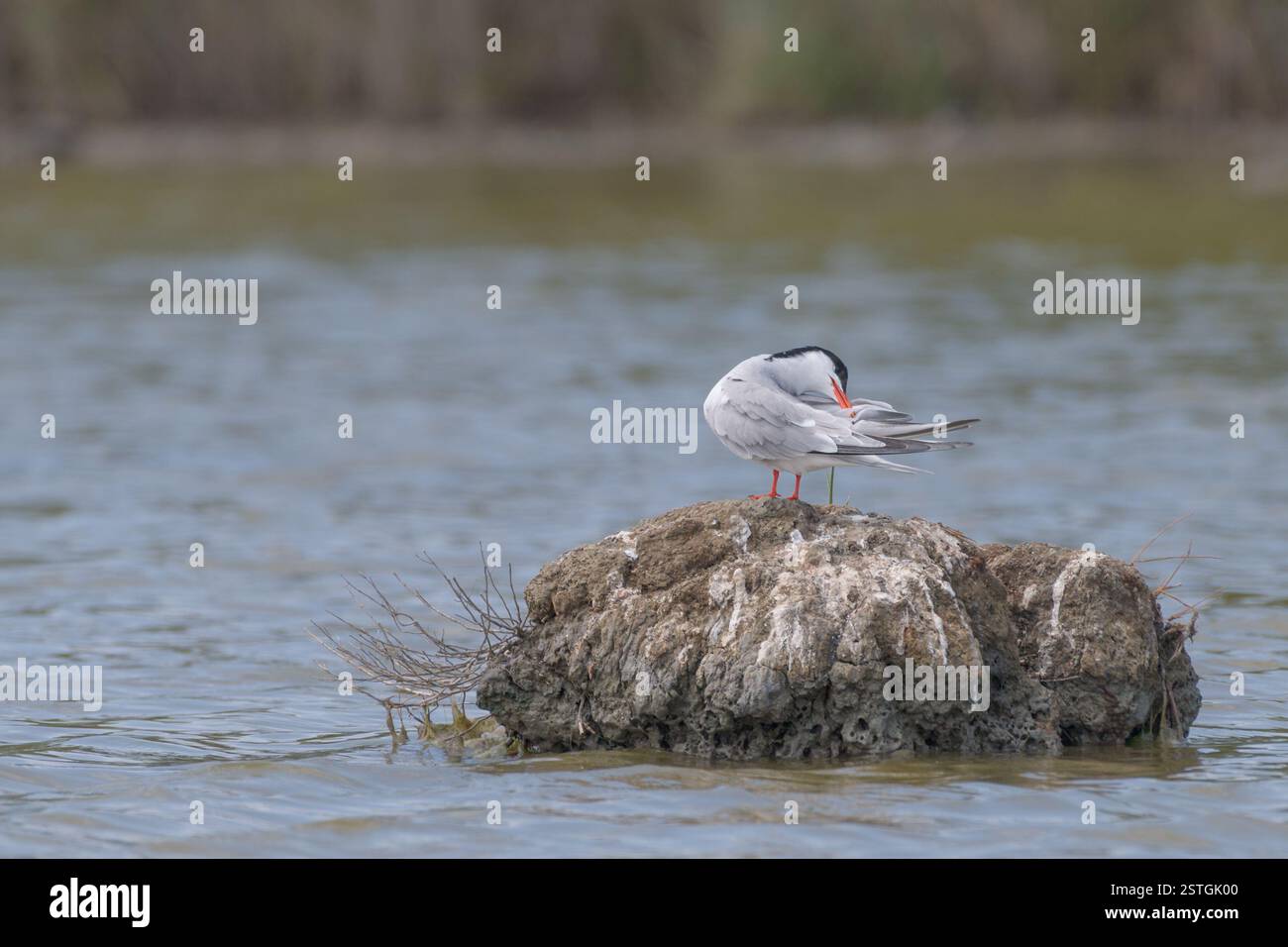 toilettage de sterne sur un rocher Banque D'Images