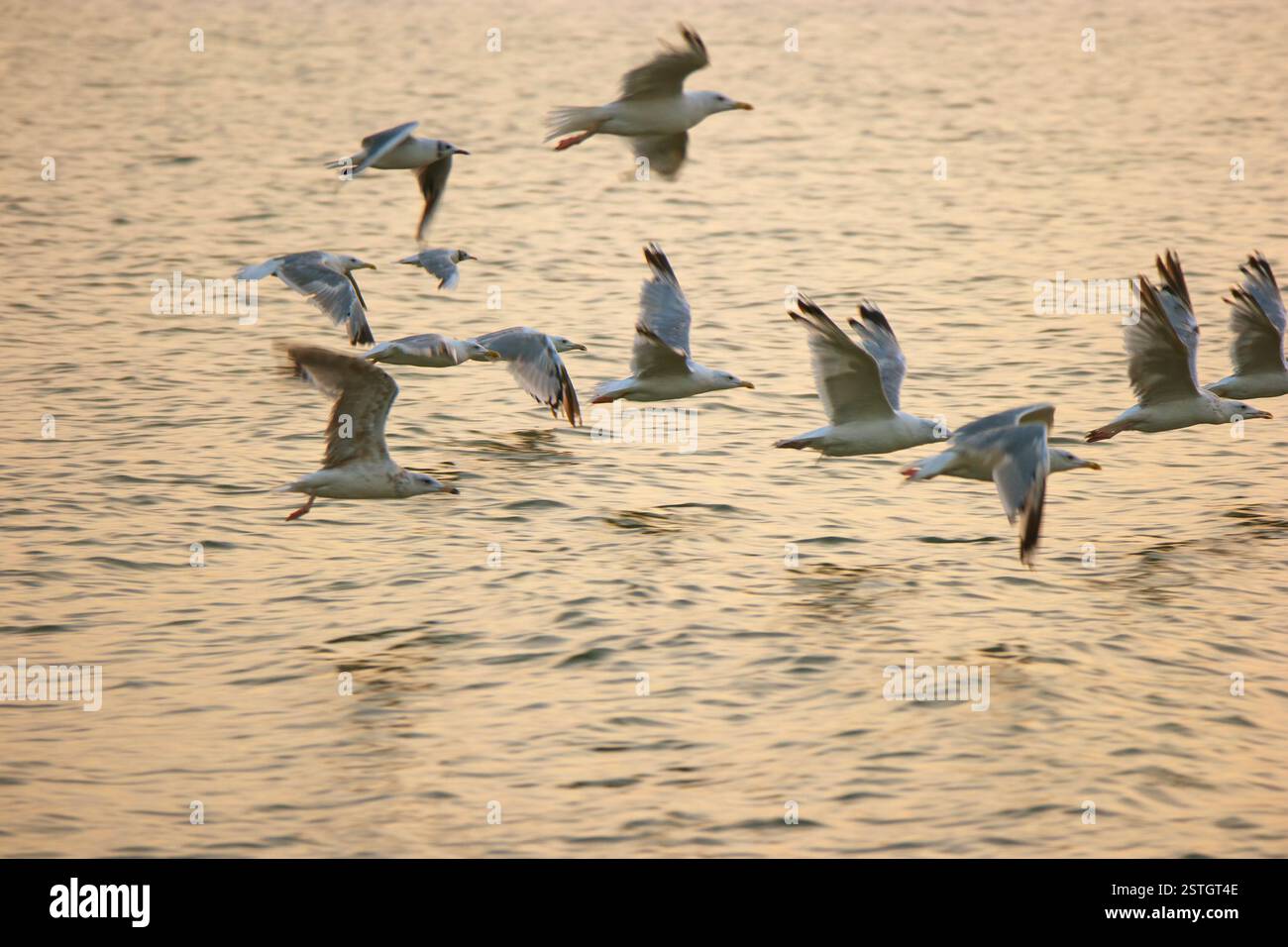 Un troupeau de mouettes volent au-dessus de la surface de la mer dans la lumière chaude du coucher du soleil Banque D'Images