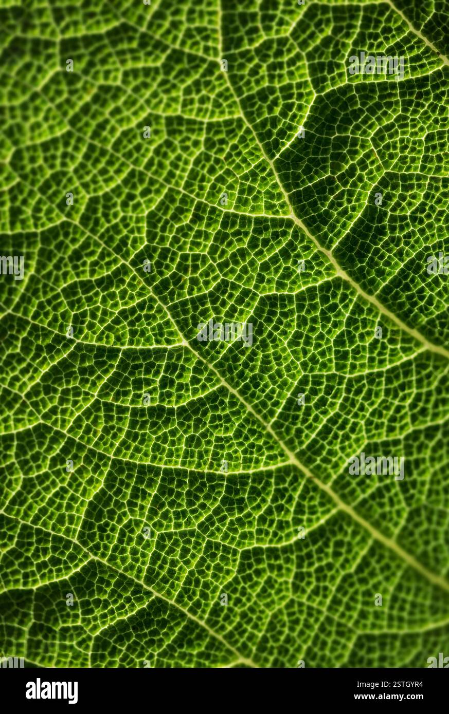 Feuille verte, photo macro Banque D'Images