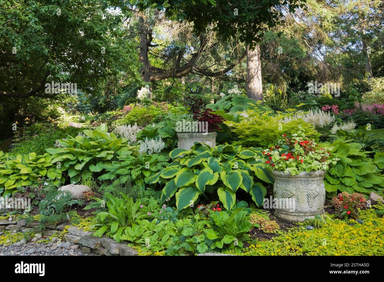 Bordure en pierre surélevée avec Lysimachia nummularia «Aurea» - Golden Creeping Jenny, Hostas «Rascal», «guacamole», «Alligator Shoes», «Striptease», «Libert Banque D'Images