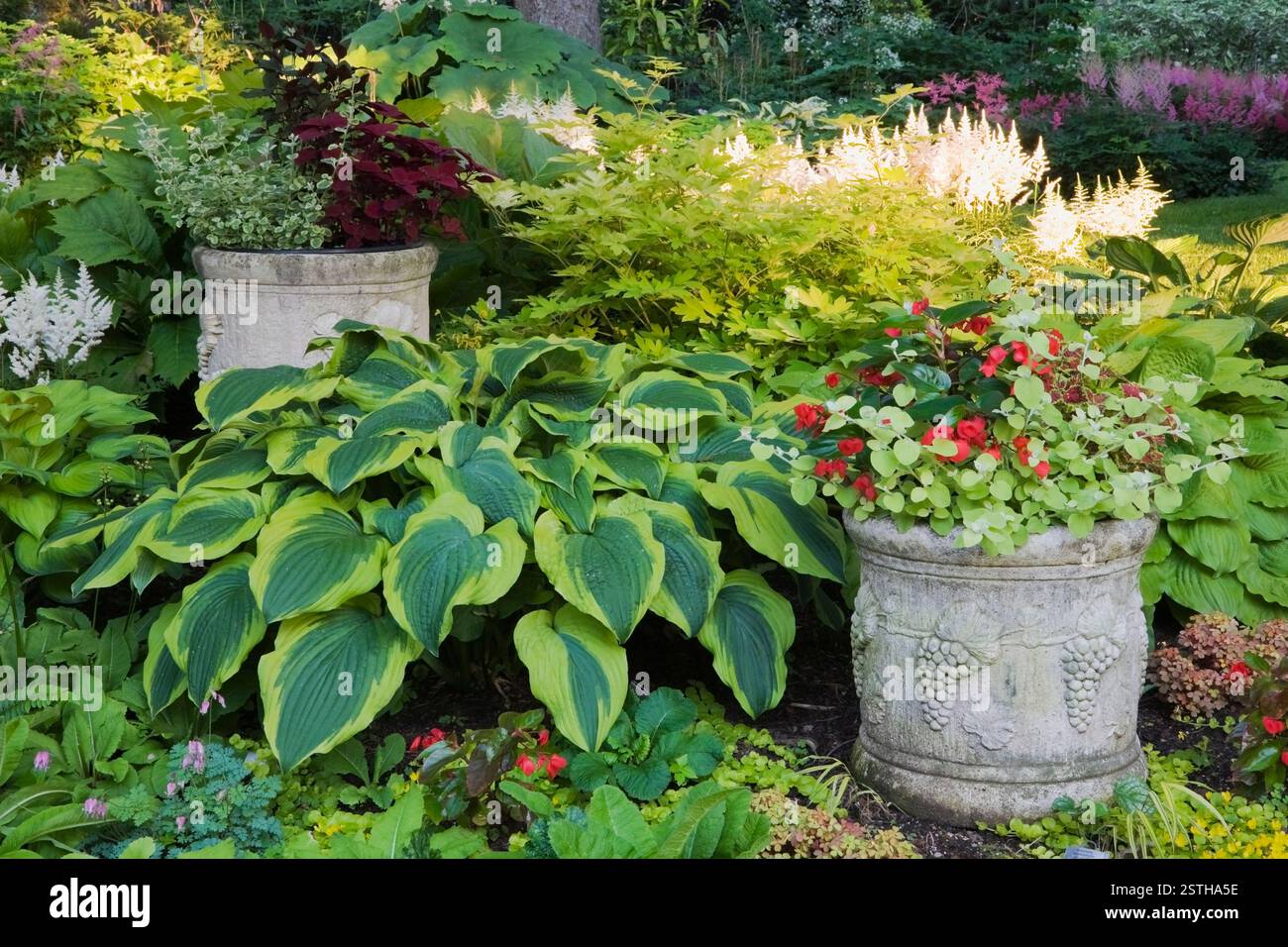 Frontière avec Hostas «Wide Brim», «guacamole», «Alligator Shoes», «Striptease», «satisfaction», Astilbe arendsii «Weisse Gloria» et Begonia «Dragon» rouge Banque D'Images