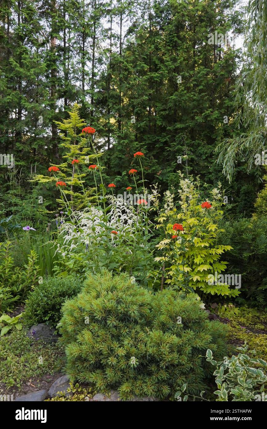 Frontière avec Pinus strobus 'Blue Shag' - pin blanc oriental, orange Lychnis chalcedonica 'Jerusalem Cross' - fleurs de campion dans le jardin de l'arrière-cour Banque D'Images