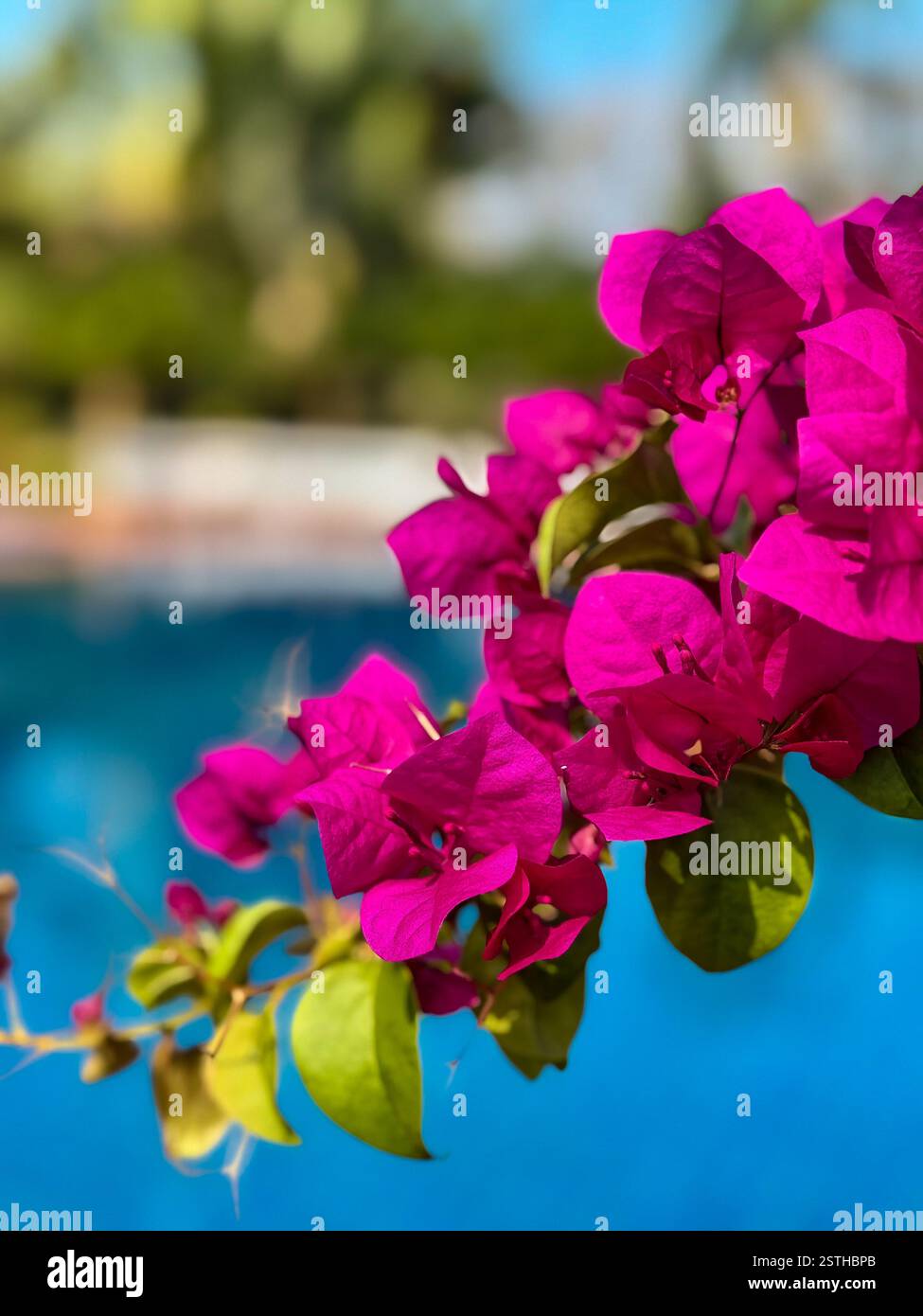 Fleur de bougainvilliers sur fond de piscine bleue Une superbe branche de bougainvilliers roses se distingue sur fond de piscine turquoise flou. Le s - Image de stock capturée avec un smartphone