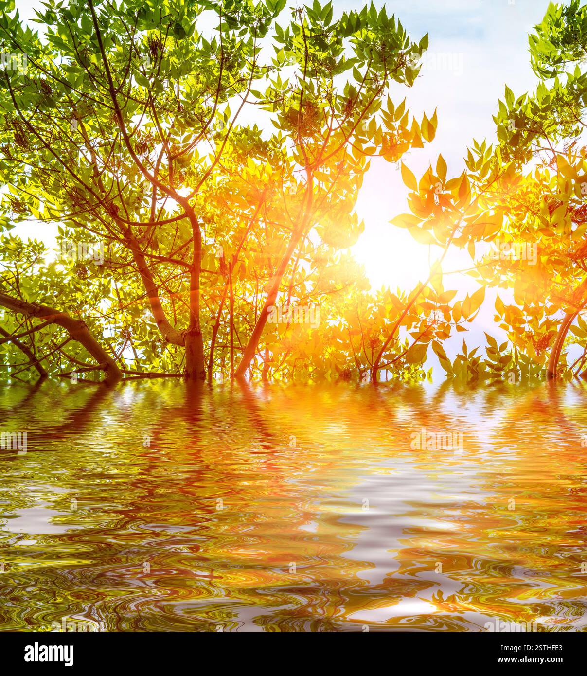 Soleil à travers les feuilles de printemps reflet dans l'eau du ruisseau Banque D'Images