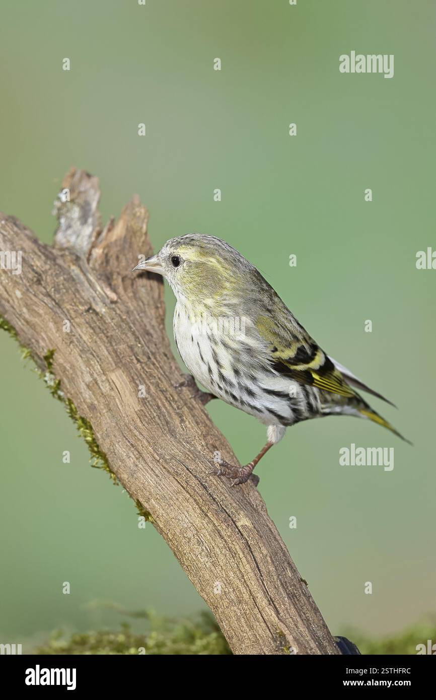 Siskin (Carduelis spinus), femelle assise sur une branche envahie de mousse, Wilnsdorf, Rhénanie-du-Nord-Westphalie, Allemagne, Europe Banque D'Images